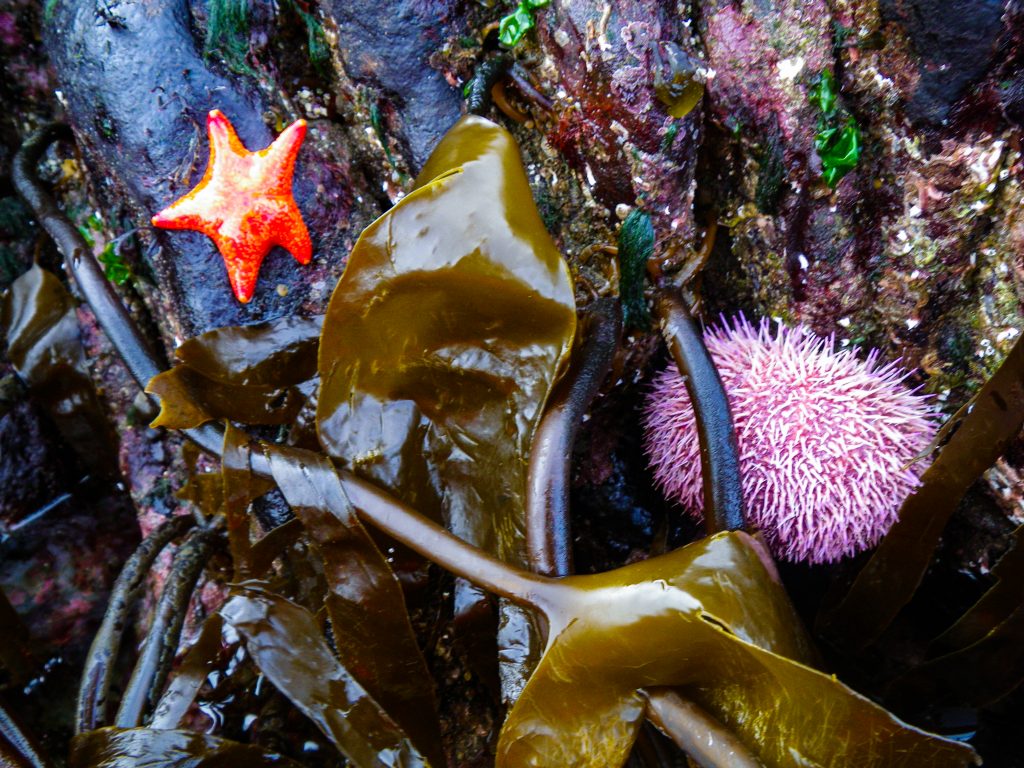 Starfish, Sea Urchin and Seaweed in Torridon